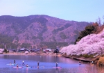 4/1 岸辺を彩る桜並木と、水面を飾る色とりどりの花見カヌーの集団を・・・!!!