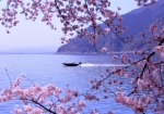 4/1 波穏やかな湖面を滑走するバスボートを、岸辺に咲く“さくら”の背景にして❛パチリ❜...と、撮ってみました・・・!!!
