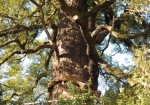 樹齢900年の大樟