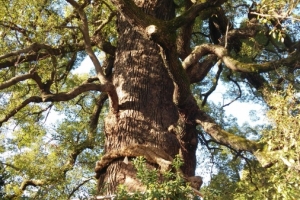 樹齢900年の大樟