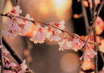 ソメイヨシノより小ぶりなシダレザクラの花。夕陽に映えて輝いていました