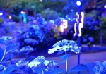 7/1 ログハウス・E１.E２の前〜ブルーに染まる“あじさい”の花園を…!!!