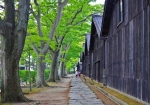 山居倉庫とケヤキ並木