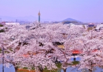 3/28 高台〜“桜”の雲海...と、奈良の盆地を望む絶景を・・・!!!
