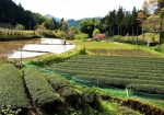 散策路では、茶畑と水田の風景を見る事が出来ます（八十八夜の頃）