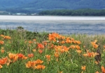 サロマ湖をバックに咲き誇るエゾスカシユリの群落