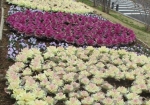 花の丘公園入口の花々