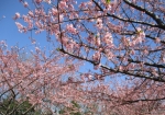 一足早い桜が満開でした。