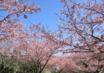 早咲きの桜が満開でした。