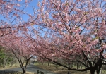 早咲きの桜、満開でした。