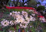 9/23 小高い台地に咲く“白い彼岸花”と、群生する真っ赤な“彼岸花”を・・・!!!