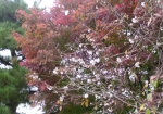 紅葉と桜！！！