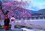 4/2 “しだれ桜”を背景に…和服が似合う女性を❛パチリ❜...と、一枚・・・!!!