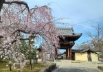 一週間ほど前は枝垂れ桜だけが咲いてました。