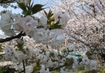 ソメイヨシノ以外の桜も豊富