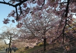 公園内の様子。河津桜がぽんぽん咲いてる