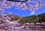 4/4 満開に咲き誇る公園広場の“さくら”と、山肌の緑...と、青い空を・・・!!!