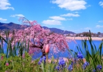 4/6 湖畔の斜面に咲く色鮮やかな“しだれ桜”と、季節の草花“ムスカリ”の花たちが可愛く縁取っていました・・・!!!