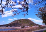 4/6 甲山の裾野を彩る湖畔の桜並木...を・・・!!!