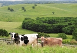ホルスタイン牛(白黒毛）とジャージー牛(茶毛）。どちらも乳を搾る牛ですが、ジャージー牛は、ホルスタイン牛より乳量は少ないですが、濃厚な乳が搾れます