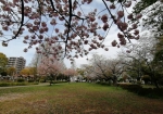 桜の広場。足元は夜露でびしゃびしゃ