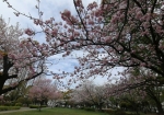 足立区名物五色の桜を完備。八重桜が咲き誇る