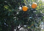 柑橘。鳥用に残してるらしい