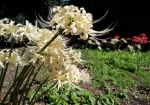 正門のサルビア花壇の左手に彼岸花の仲間、白のリコリス群生がある
