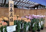 販売コーナーの菊は手ごろな値段で売られてる。