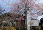 碑のところは梅と桜が植わってる