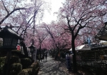 参道の桜が圧巻。とても美しい。