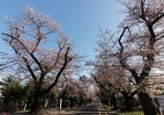 一番広い桜の通り道、参道
