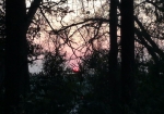 木々の隙間からピンク色の朝日が拝める