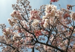 桜満開。あと一本生えてるがまだ蕾が多い。これはもう下りに入ってる。