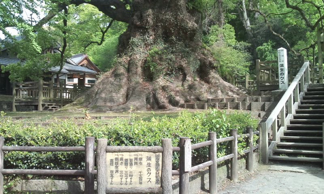 蒲生八幡神社・蒲生の日本一の大楠