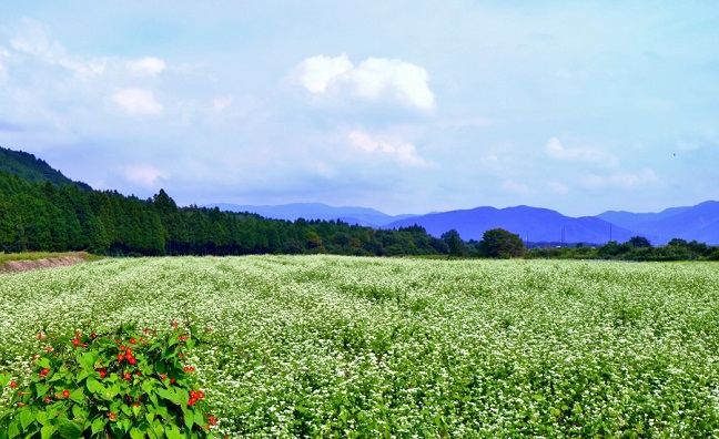 箱館山山麓のそば畑
