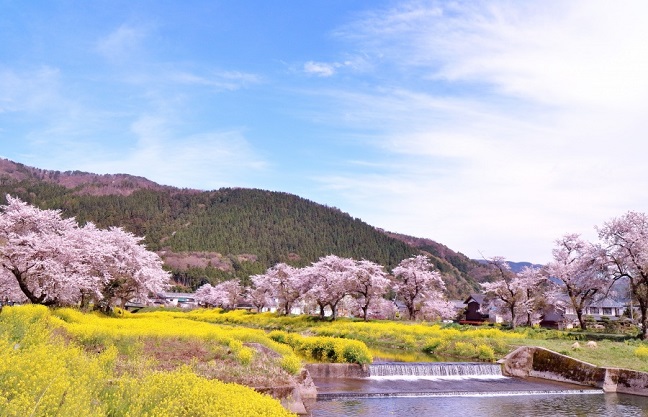 余呉川堤の桜