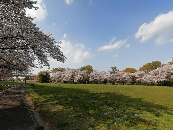 桜草公園
