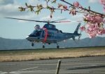 岡山県警察航空隊ヘリコプターと河津桜