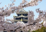 桜と岡山城