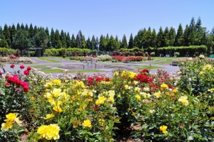5/21 黄色いバラの花が咲く花園...と、メインホールの噴水と・・・!!!