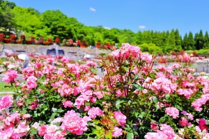 5/22 陽ざしを浴びたピンクのバラをメインに撮りました・・・!!!