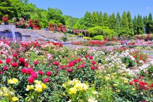 5/22 色鮮やかに咲いたバラの花園〜メインホールを・・・!!!