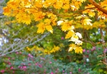 11/5 陽に映える“黄葉”と、背景を彩る“サザンカ”の花々を・・・!!!