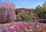 4/8 池の畔の小さな花園に、色鮮やかに咲き誇る“アネモネ”の花々を・・・!!!