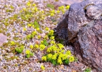 4/2 鮮やかな黄色で小さな花の群団が『ロックガーデン』の岩陰に咲き誇っていました・・・!!!