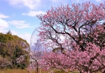 3/10 散策路から眺めた❛大観覧車❜...と、“梅の花”を…!!!
