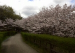 博物館への道沿いの桜