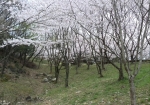展望台方面の桜