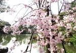 平安神宮の庭園の枝垂れ桜